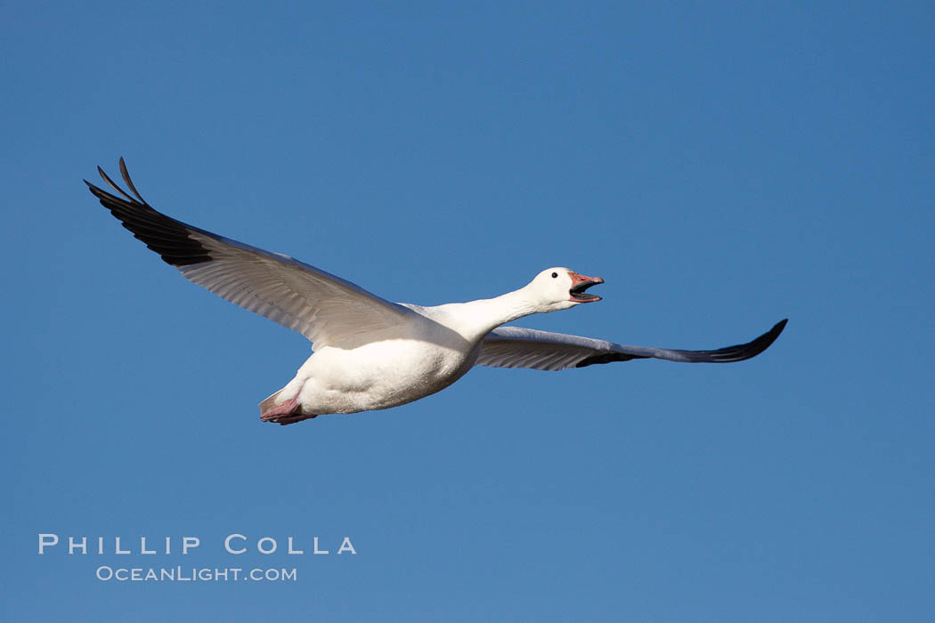 Snow goose in flight. Bosque del Apache National Wildlife Refuge, Socorro, New Mexico, USA, Chen caerulescens, natural history stock photograph, photo id 21844