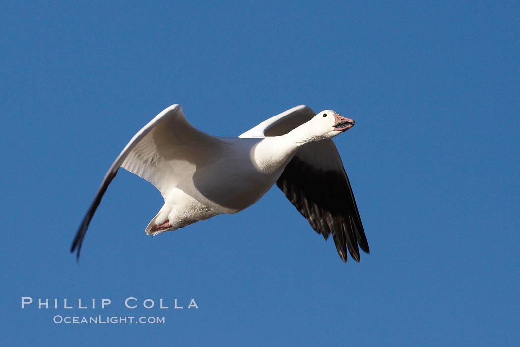 Snow goose in flight. Bosque del Apache National Wildlife Refuge, Socorro, New Mexico, USA, Chen caerulescens, natural history stock photograph, photo id 22013