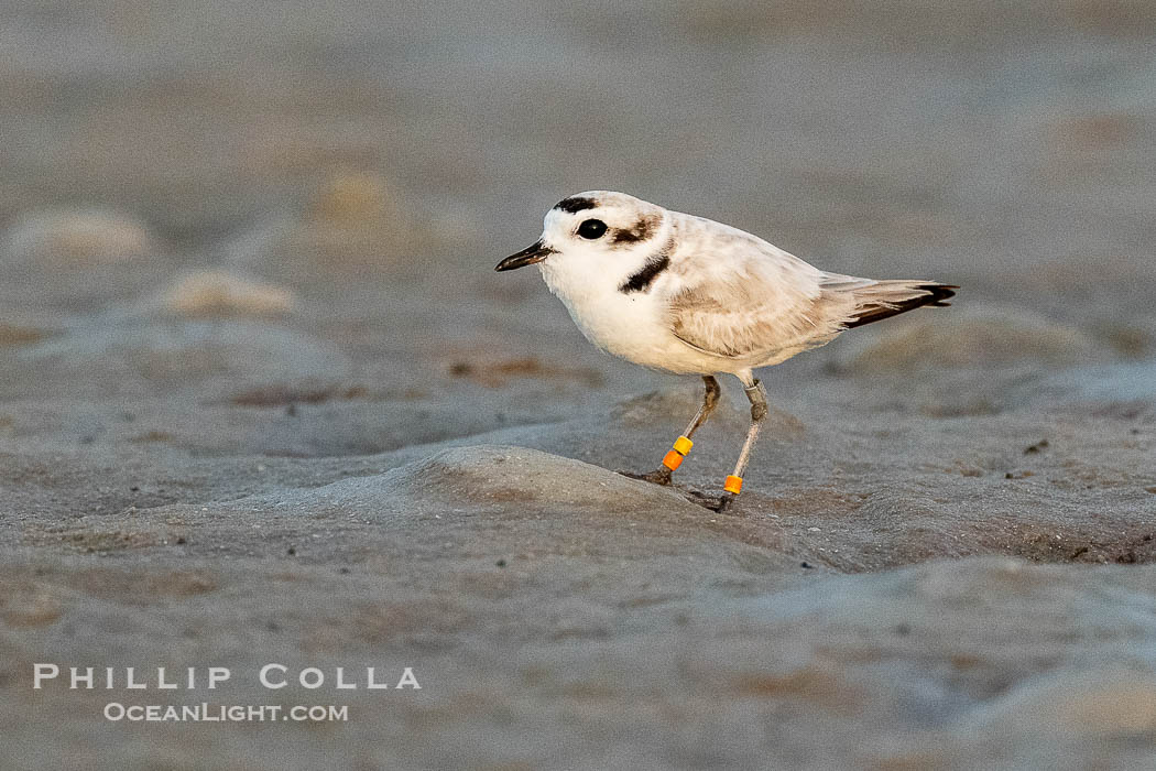 Snowy Plover, Charadrius nivosus, with three Identification bands, Fort De Soto, Florida, Fort De Soto Park, St. Petersburg