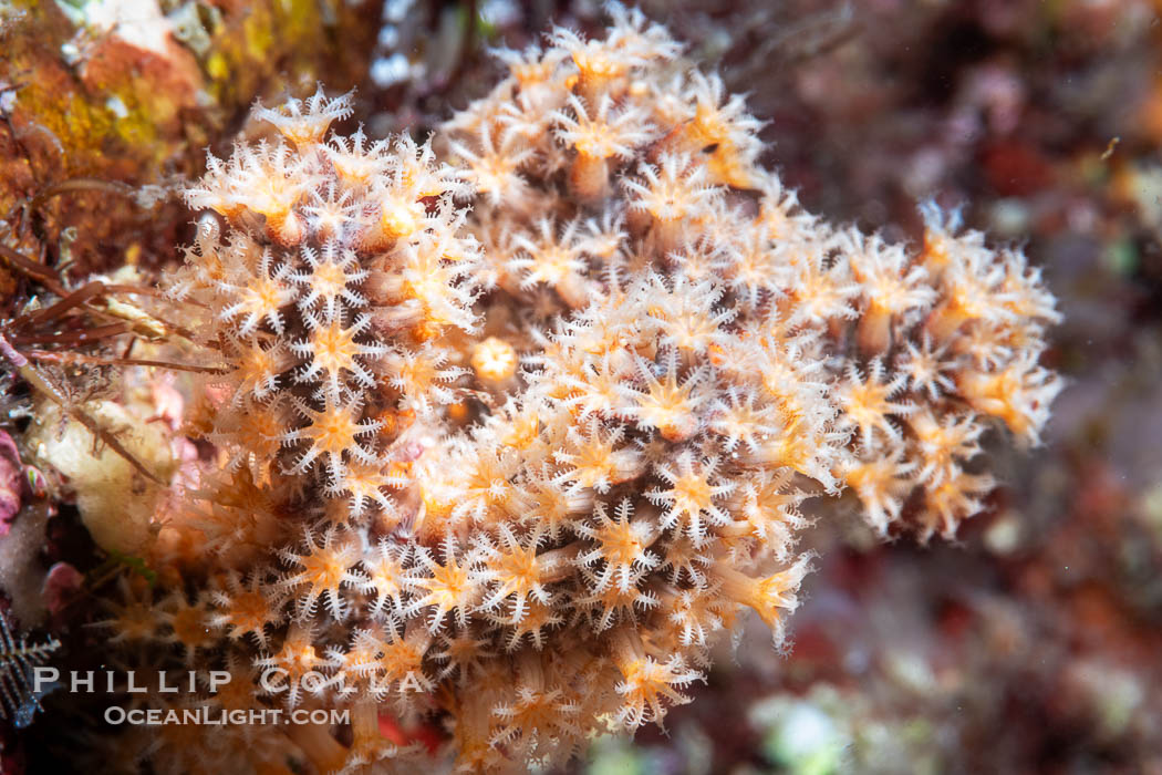 Soft Coral or Gorgonian Polyps, Detail. Each polyp spreads its tiny tentacles into the current in order to capture passing bits of food. Isla Angel de la Guarda, Baja California, Mexico, natural history stock photograph, photo id 40325