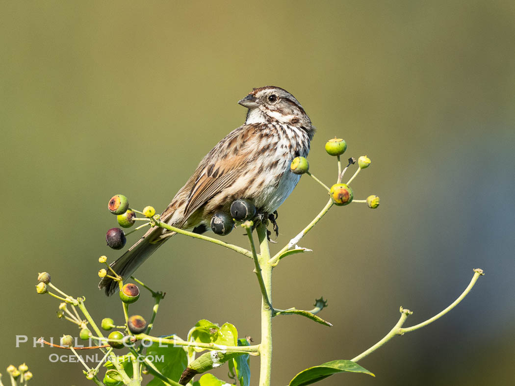 Song Sparrow, Melospiza melodia, Perched Among Berries, La Jolla. California, USA, Melospiza melodia, natural history stock photograph, photo id 40480