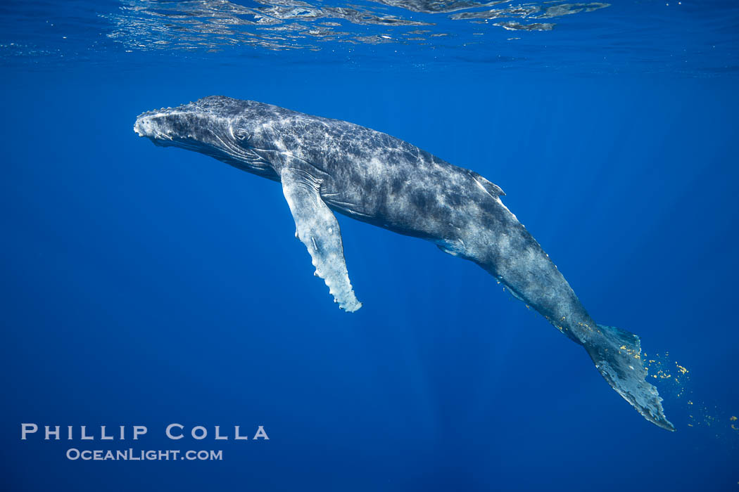 South Pacific Humpback Whale Calf Underwater, Moorea, French Polynesia. France, Megaptera novaeangliae, natural history stock photograph, photo id 40622