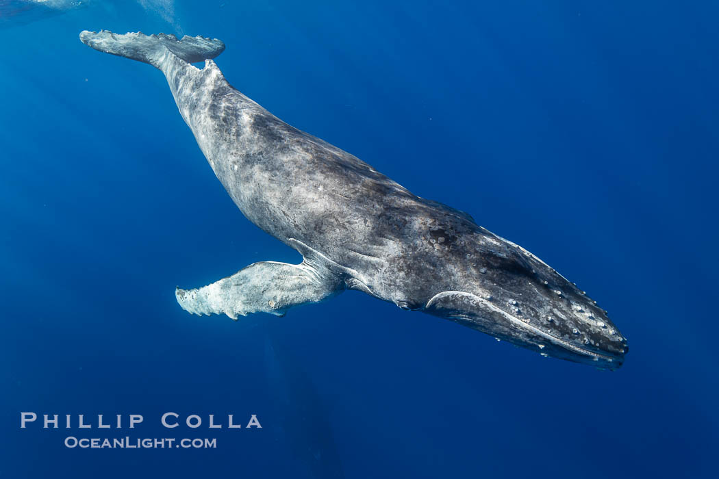 South Pacific Humpback Whale Calf Underwater, Moorea, French Polynesia. France, Megaptera novaeangliae, natural history stock photograph, photo id 40619