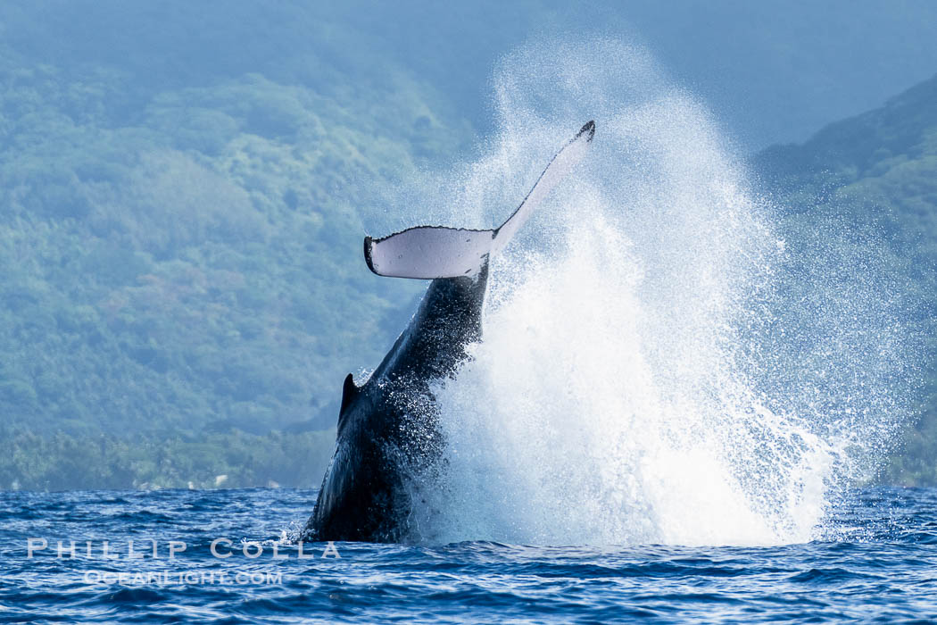 South Pacific Humpback Whale Peduncle Tail Throw, Moorea, French Polynesia., Megaptera novaeangliae, natural history stock photograph, photo id 40634