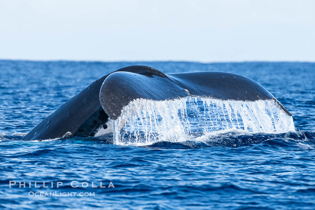 South Pacific Humpback Whale Raises out of the Water as it Dives, Moorea, French Polynesia., Megaptera novaeangliae, natural history stock photograph, photo id 40616