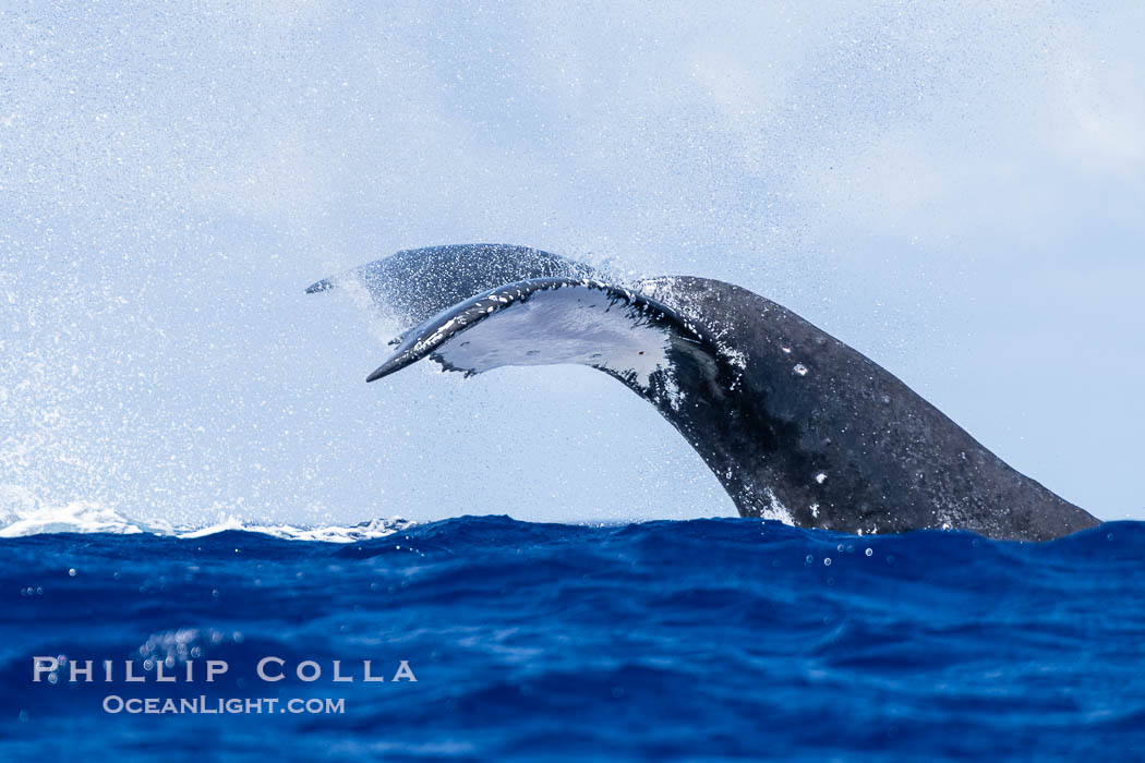 South Pacific Humpback Whale Raises out of the Water as it Dives, Moorea, French Polynesia., Megaptera novaeangliae, natural history stock photograph, photo id 40627