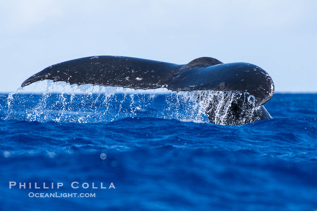 South Pacific Humpback Whale Raises out of the Water as it Dives, Moorea, French Polynesia., Megaptera novaeangliae, natural history stock photograph, photo id 40629