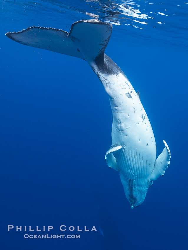 South Pacific Humpback Whale Underwater, Inverted with Fluke Up, Moorea, French Polynesia. France, Megaptera novaeangliae, natural history stock photograph, photo id 40644