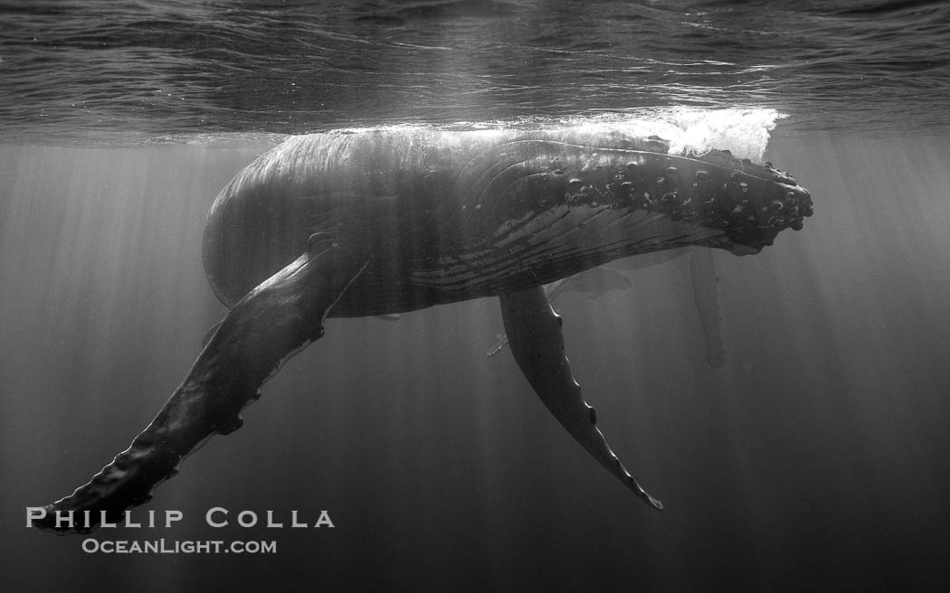 South Pacific Humpback Whale Underwater, Moorea, French Polynesia. France, Megaptera novaeangliae, natural history stock photograph, photo id 40618