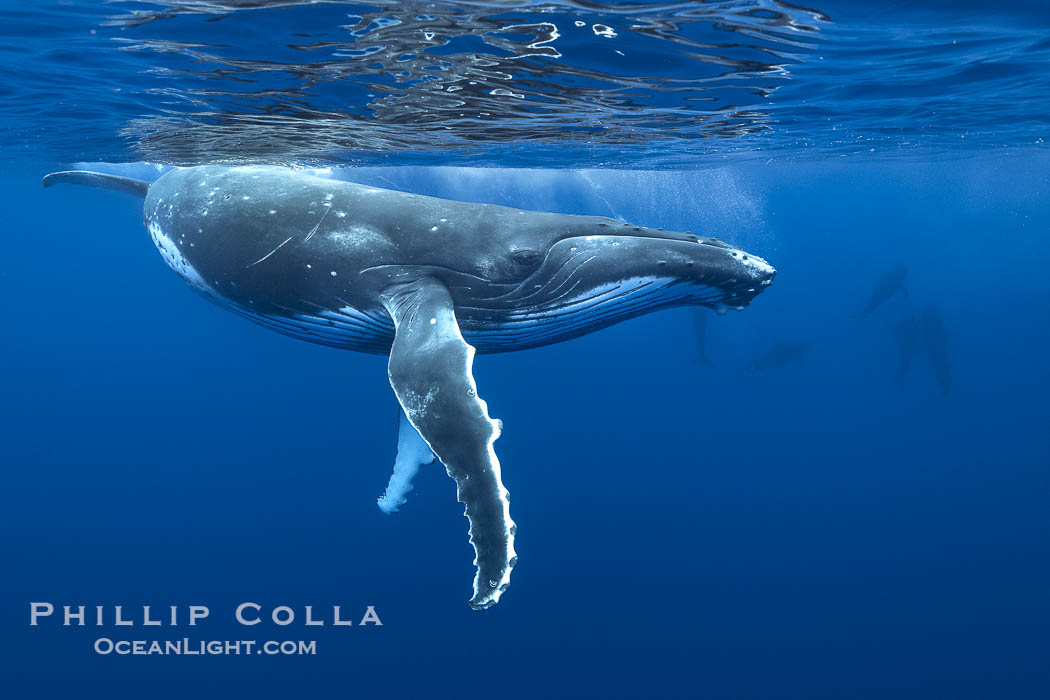 South Pacific Humpback Whale Underwater, Moorea, French Polynesia. France, Megaptera novaeangliae, natural history stock photograph, photo id 40658