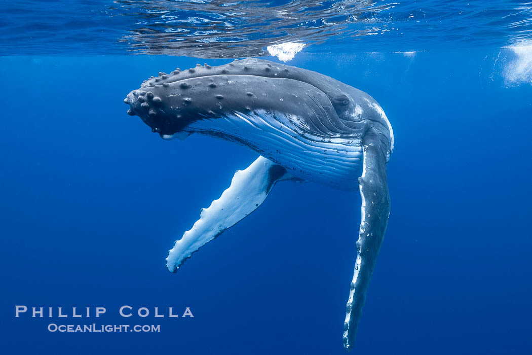 South Pacific Humpback Whale Underwater, Moorea, French Polynesia. France, Megaptera novaeangliae, natural history stock photograph, photo id 40662