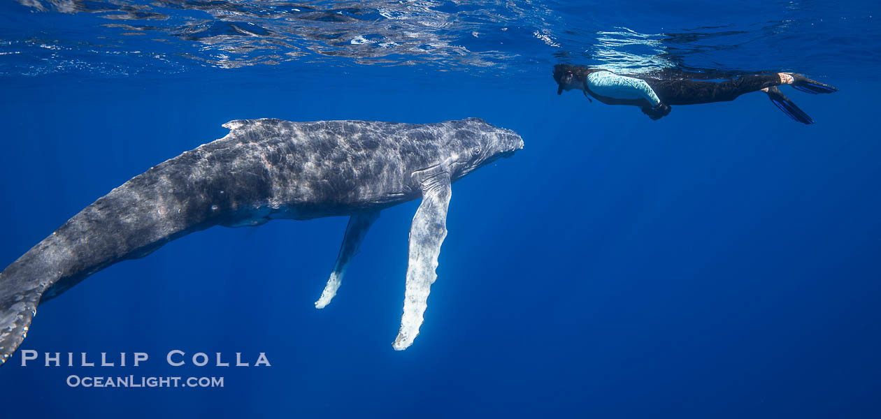 Tracy Meets a South Pacific Humpback Whale Calf Underwater, Moorea, French Polynesia. Interspecies diplomacy. France, Megaptera novaeangliae, natural history stock photograph, photo id 40620