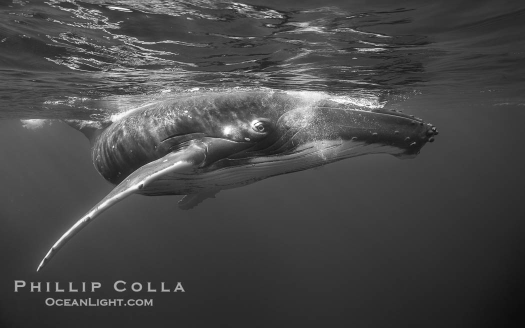 South Pacific Humpback Whale Underwater, Moorea, French Polynesia. France, Megaptera novaeangliae, natural history stock photograph, photo id 40636