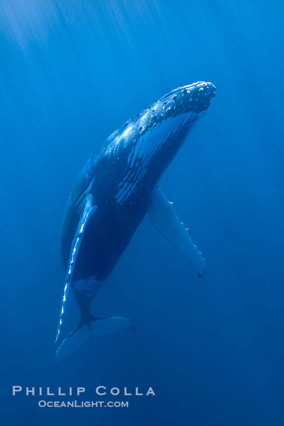 South Pacific Humpback Whale Underwater, Moorea, French Polynesia. France, Megaptera novaeangliae, natural history stock photograph, photo id 40623