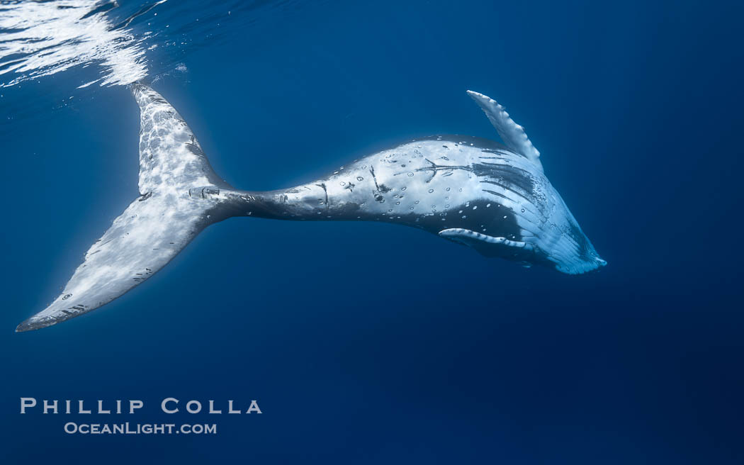 South Pacific Humpback Whale Underwater, Moorea, French Polynesia. France, Megaptera novaeangliae, natural history stock photograph, photo id 40635