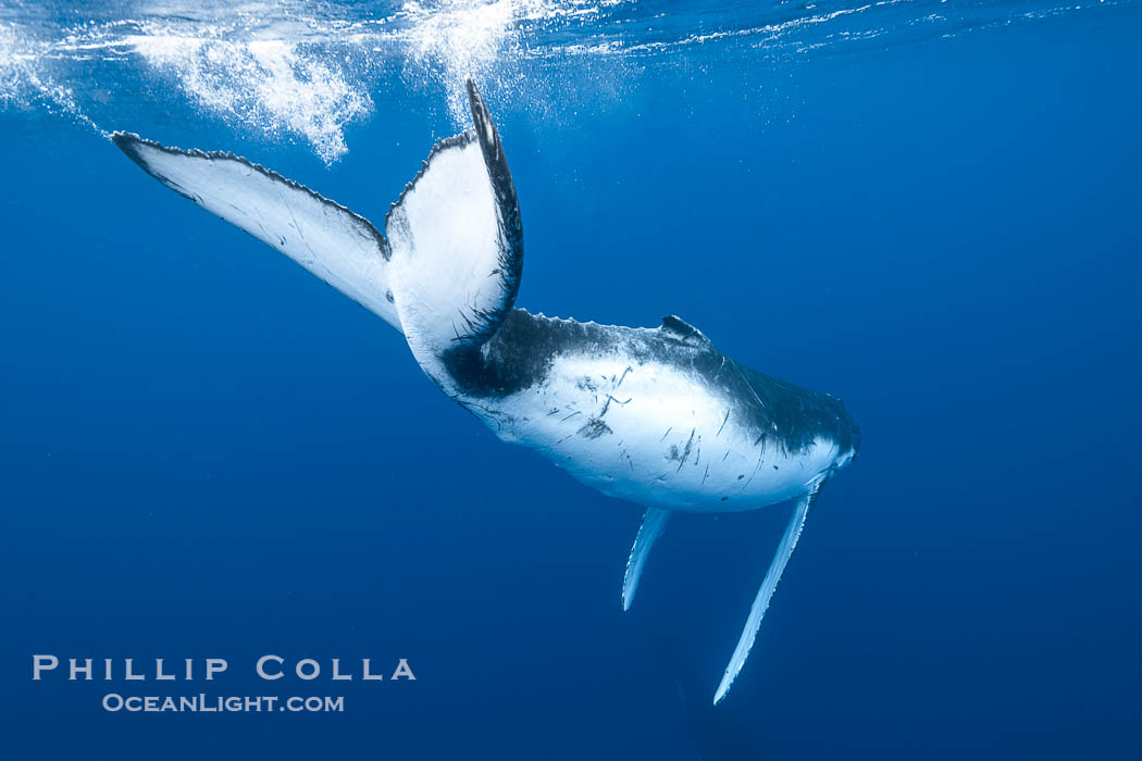 South Pacific Humpback Whale Underwater, showing all-white underside of the fluke and ventral caudal stem, Moorea, French Polynesia. France, Megaptera novaeangliae, natural history stock photograph, photo id 40647