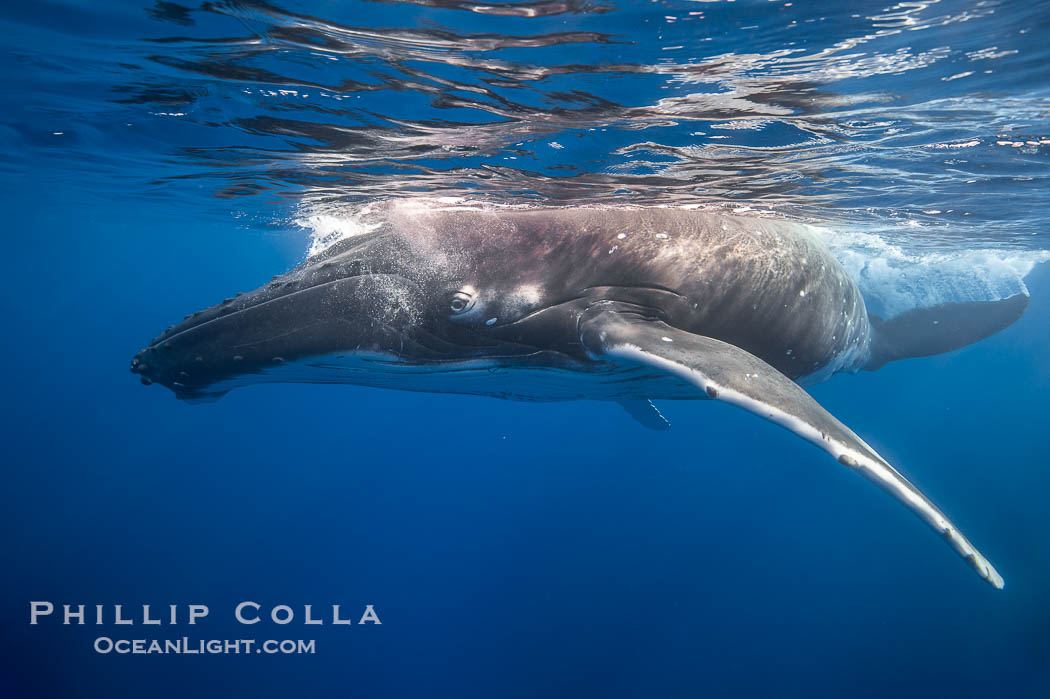 South Pacific Humpback Whale Underwater, Moorea, French Polynesia. France, Megaptera novaeangliae, natural history stock photograph, photo id 40637