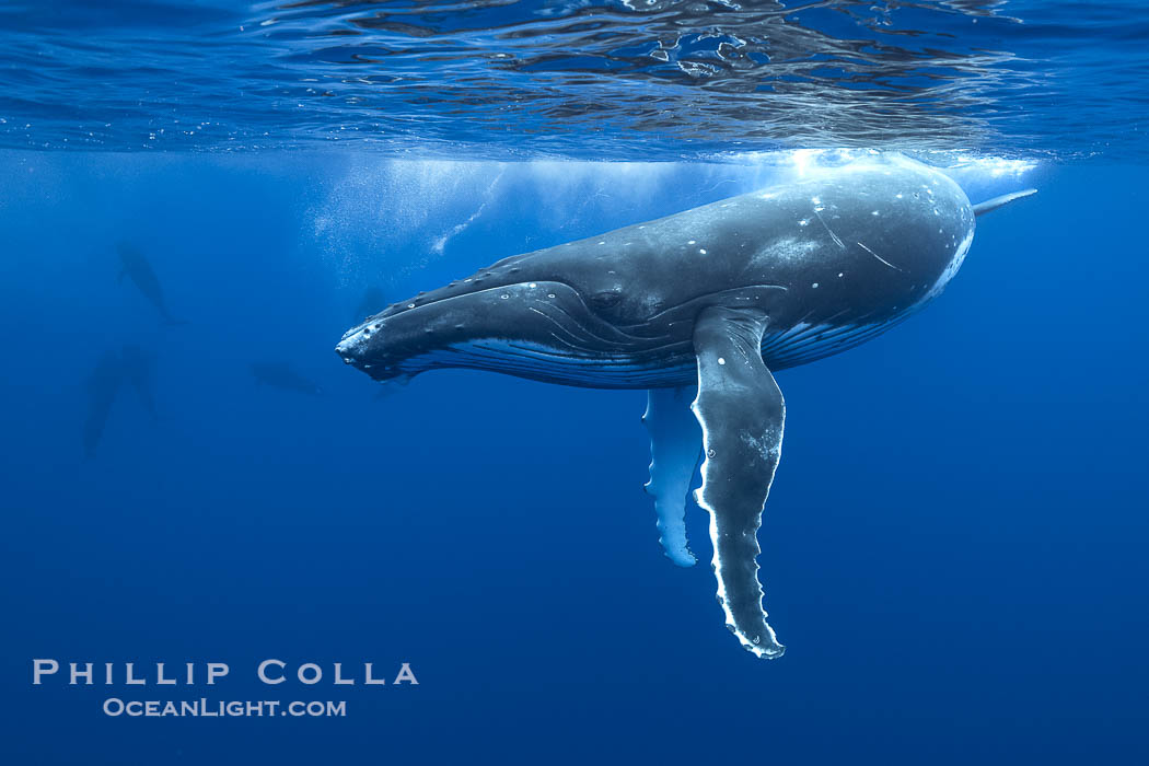 South Pacific Humpback Whale Underwater, Moorea, French Polynesia. France, Megaptera novaeangliae, natural history stock photograph, photo id 40657