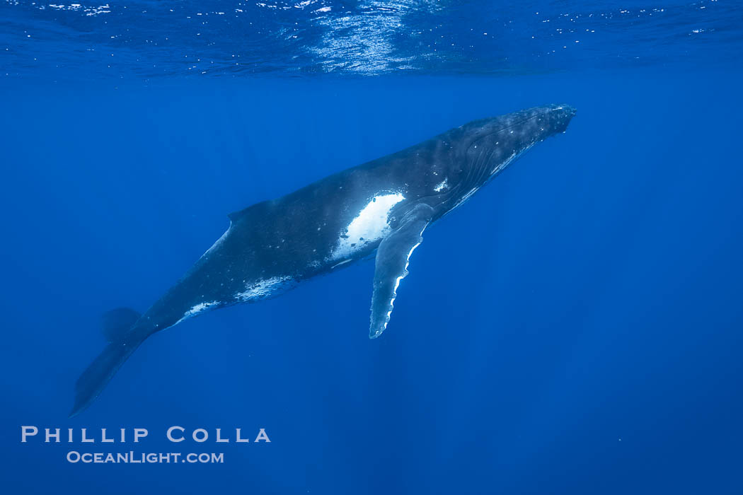 South Pacific Humpback Whale Underwater, Moorea, French Polynesia. France, Megaptera novaeangliae, natural history stock photograph, photo id 40665