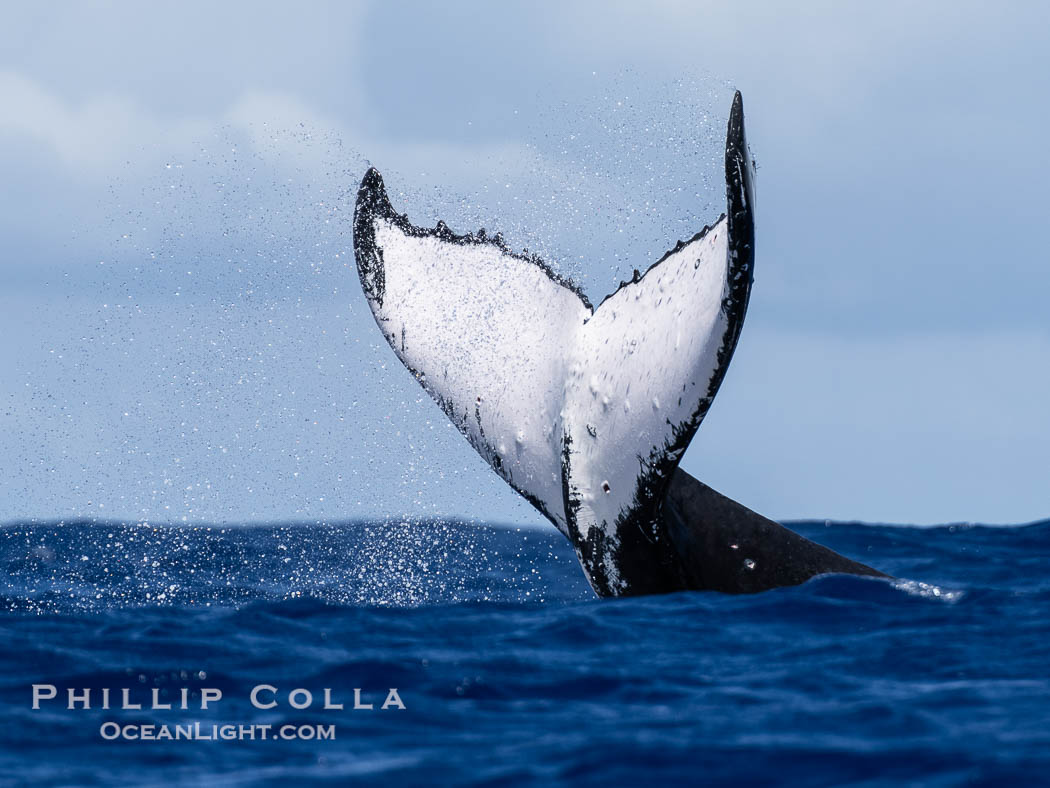 South Pacific Humpback Whale with All White Fluke Raised out of the Water., natural history stock photograph, photo id 40628