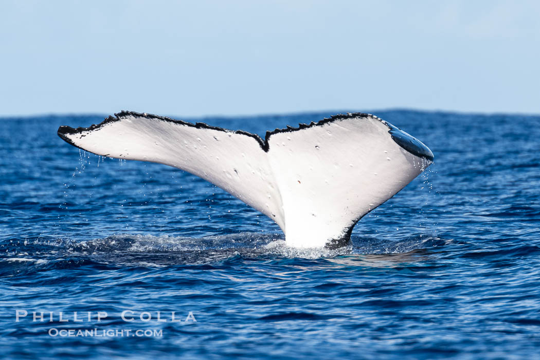 South Pacific Humpback Whale with All White Fluke Raised out of the Water., natural history stock photograph, photo id 40617