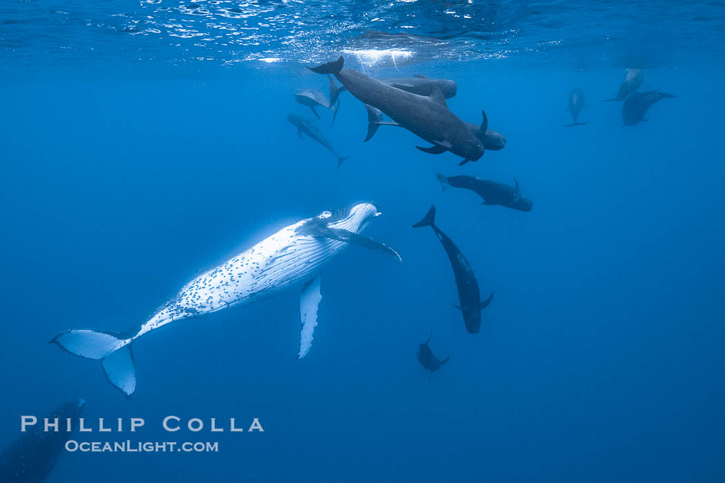 South Pacific Humpback Whales and Short Finned Pilot Whales Underwater, Moorea, French Polynesia. France, Megaptera novaeangliae, Globicephala macrorhynchus, natural history stock photograph, photo id 40652