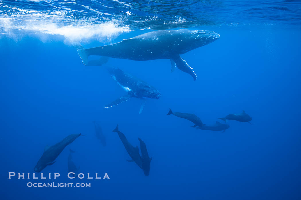 South Pacific Humpback Whales and Short Finned Pilot Whales Underwater, Moorea, French Polynesia. France, Megaptera novaeangliae, Globicephala macrorhynchus, natural history stock photograph, photo id 40653