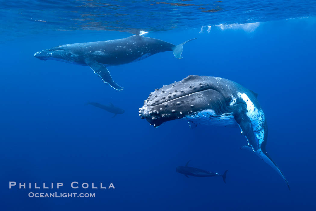 South Pacific Humpback Whales Underwater, Moorea, French Polynesia. France, Megaptera novaeangliae, natural history stock photograph, photo id 40654