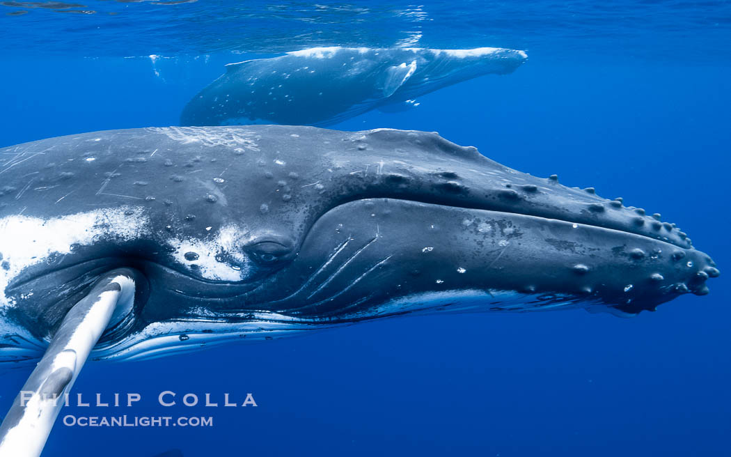 South Pacific Humpback Whales Underwater, Moorea, French Polynesia. France, Megaptera novaeangliae, natural history stock photograph, photo id 40656