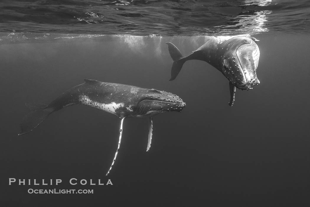 South Pacific Humpback Whales Underwater, Moorea, French Polynesia. France, Megaptera novaeangliae, natural history stock photograph, photo id 40660