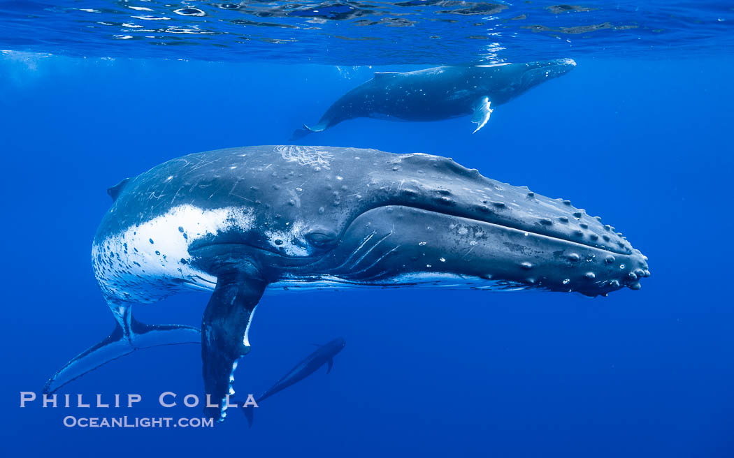 South Pacific Humpback Whales Underwater, Moorea, French Polynesia. France, Megaptera novaeangliae, natural history stock photograph, photo id 40655