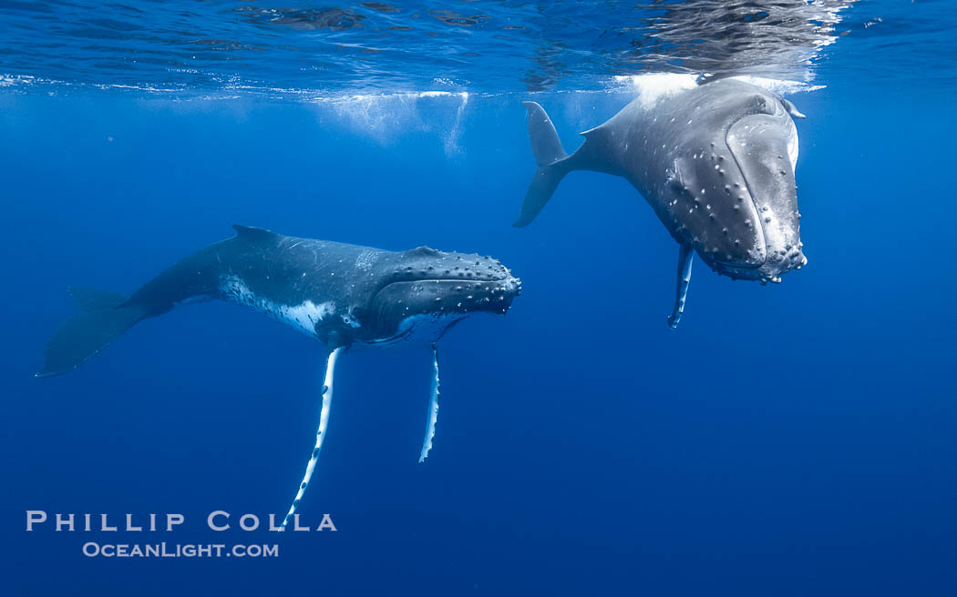 South Pacific Humpback Whales Underwater, Moorea, French Polynesia. France, Megaptera novaeangliae, natural history stock photograph, photo id 40661