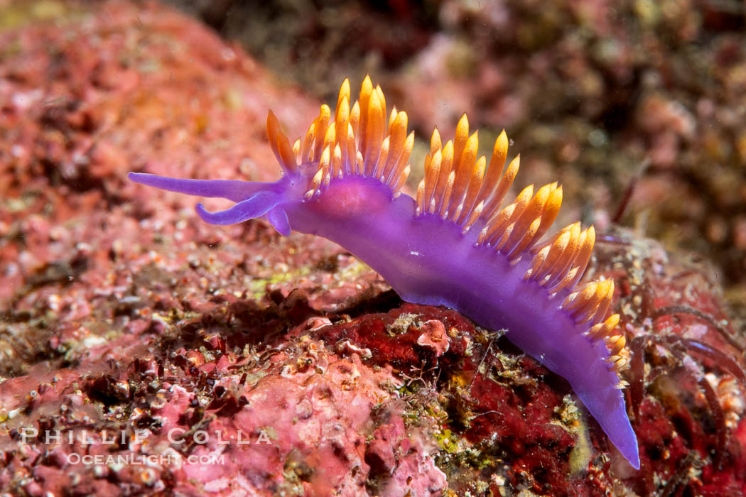 Spanish shawl nudibranch, Flabellinopsis iodinea, Midriff Islands, Sea of Cortez. Isla Angel de la Guarda, Baja California, Mexico, Flabellinopsis iodinea, natural history stock photograph, photo id 40322