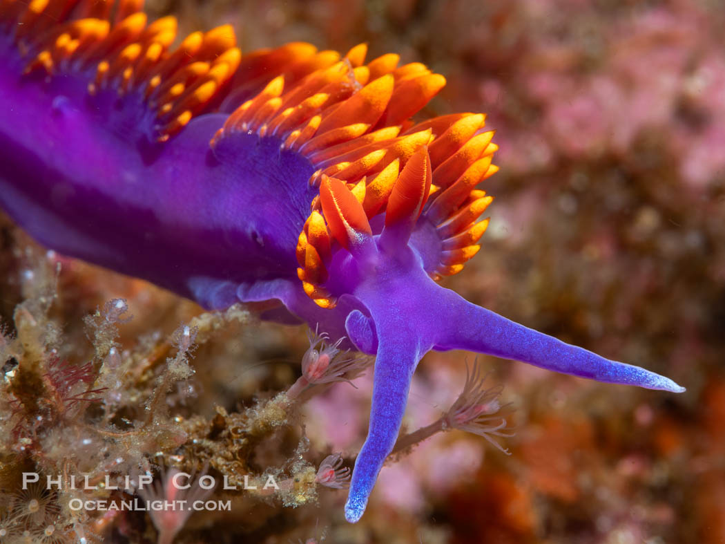 Spanish shawl nudibranch, Flabellinopsis iodinea, Midriff Islands, Sea of Cortez. Islas San Lorenzo, Baja California, Mexico, Flabellinopsis iodinea, natural history stock photograph, photo id 40466