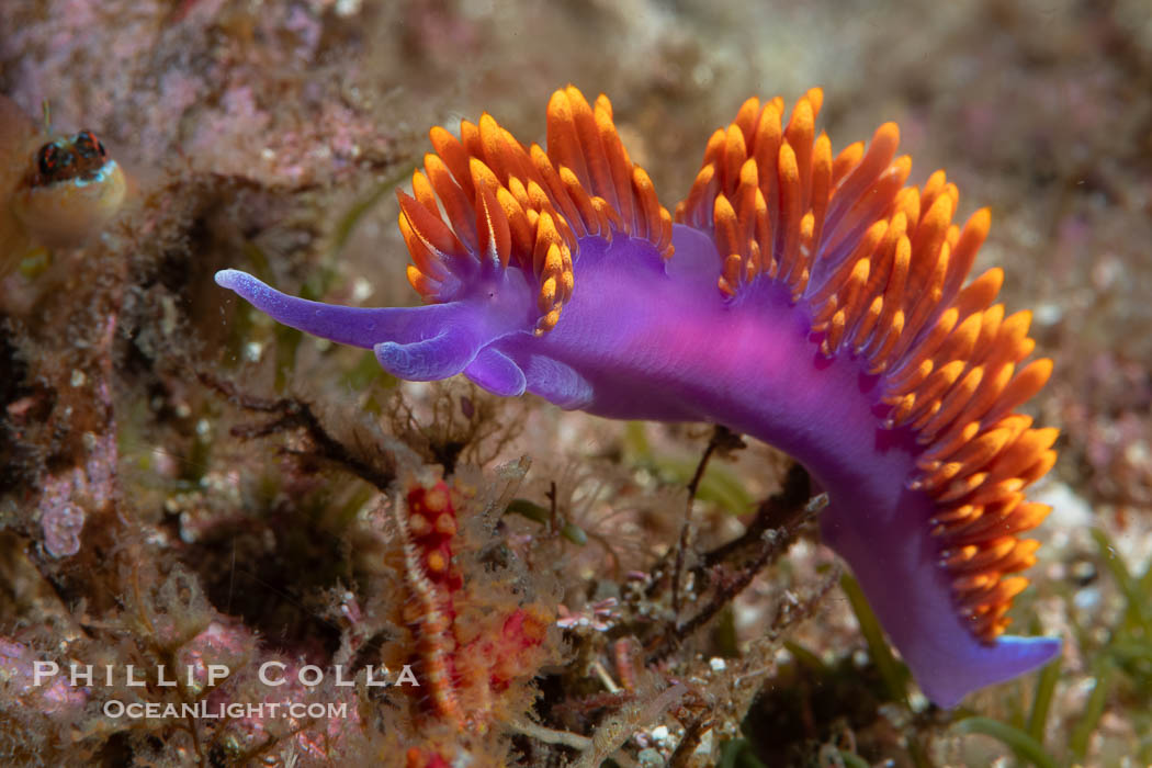 Spanish shawl nudibranch, Flabellinopsis iodinea, Midriff Islands, Sea of Cortez. Islas San Lorenzo, Baja California, Mexico, Flabellinopsis iodinea, natural history stock photograph, photo id 40470