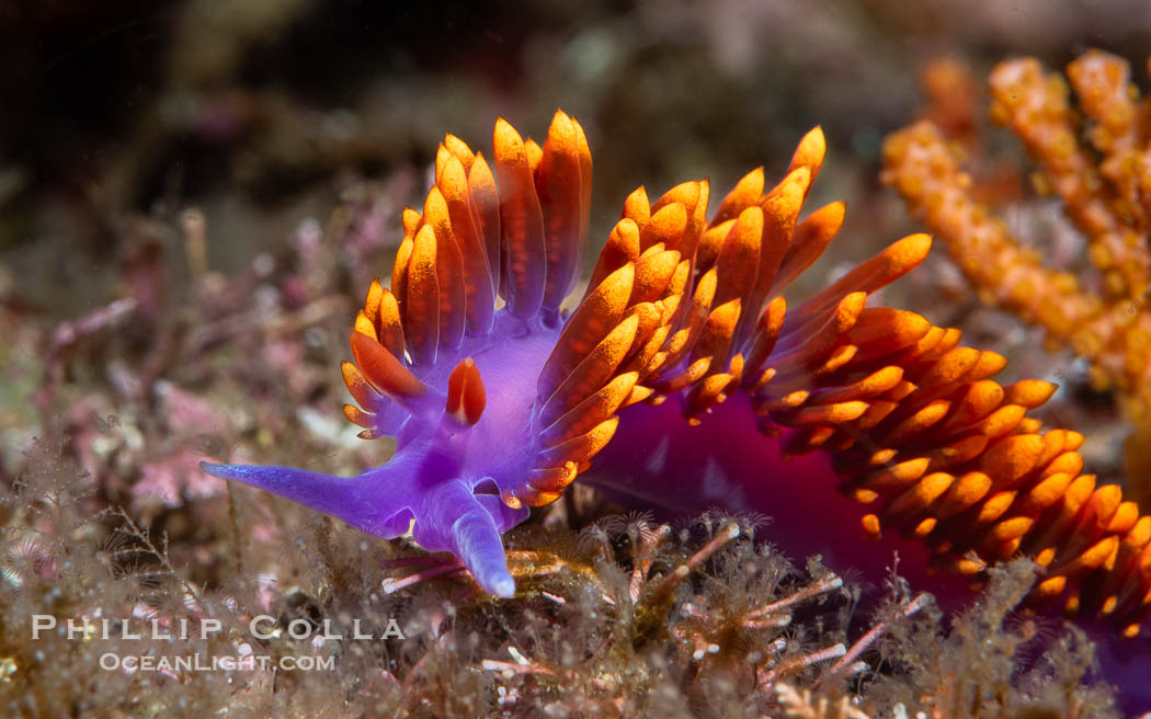 Spanish shawl nudibranch, Flabellinopsis iodinea, Midriff Islands, Sea of Cortez. Islas San Lorenzo, Baja California, Mexico, Flabellinopsis iodinea, natural history stock photograph, photo id 40474