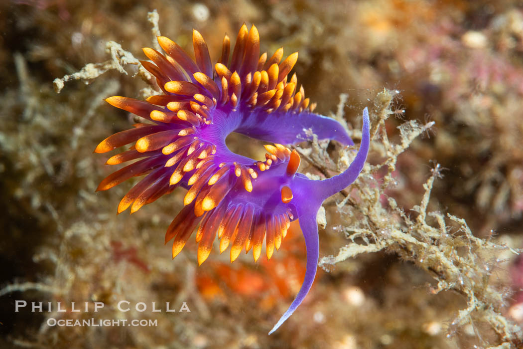 Spanish shawl nudibranch, Flabellinopsis iodinea, Midriff Islands, Sea of Cortez. Isla Angel de la Guarda, Baja California, Mexico, Flabellinopsis iodinea, natural history stock photograph, photo id 40316