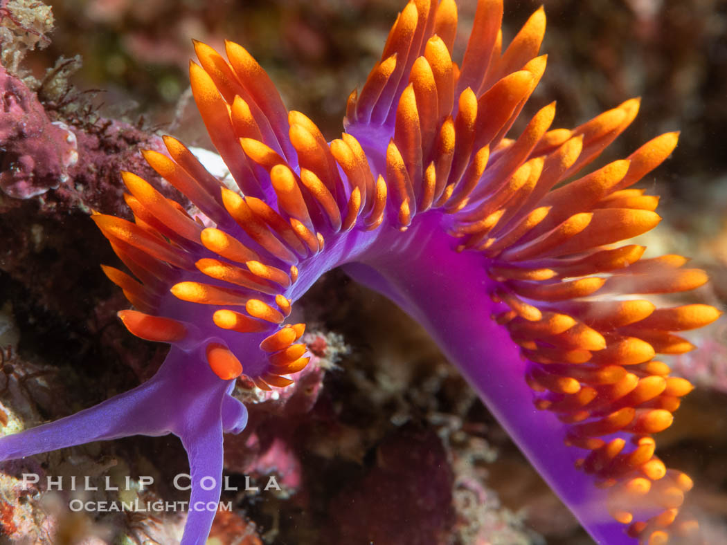 Spanish shawl nudibranch, Flabellinopsis iodinea, Midriff Islands, Sea of Cortez. Isla Angel de la Guarda, Baja California, Mexico, Flabellinopsis iodinea, natural history stock photograph, photo id 40324