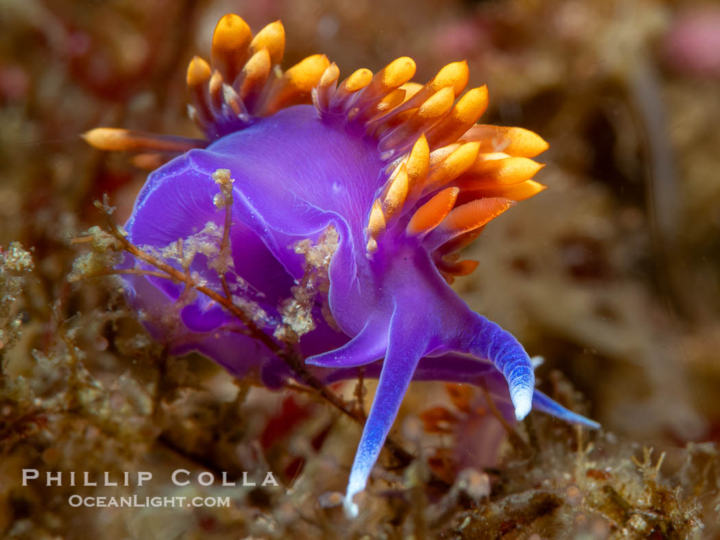 Spanish shawl nudibranch, Flabellinopsis iodinea, Midriff Islands, Sea of Cortez. Islas San Lorenzo, Baja California, Mexico, Flabellinopsis iodinea, natural history stock photograph, photo id 40464