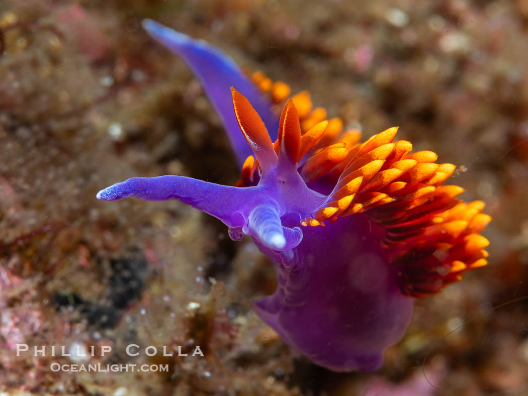 Spanish shawl nudibranch, Flabellinopsis iodinea, Midriff Islands, Sea of Cortez. Islas San Lorenzo, Baja California, Mexico, Flabellinopsis iodinea, natural history stock photograph, photo id 40468