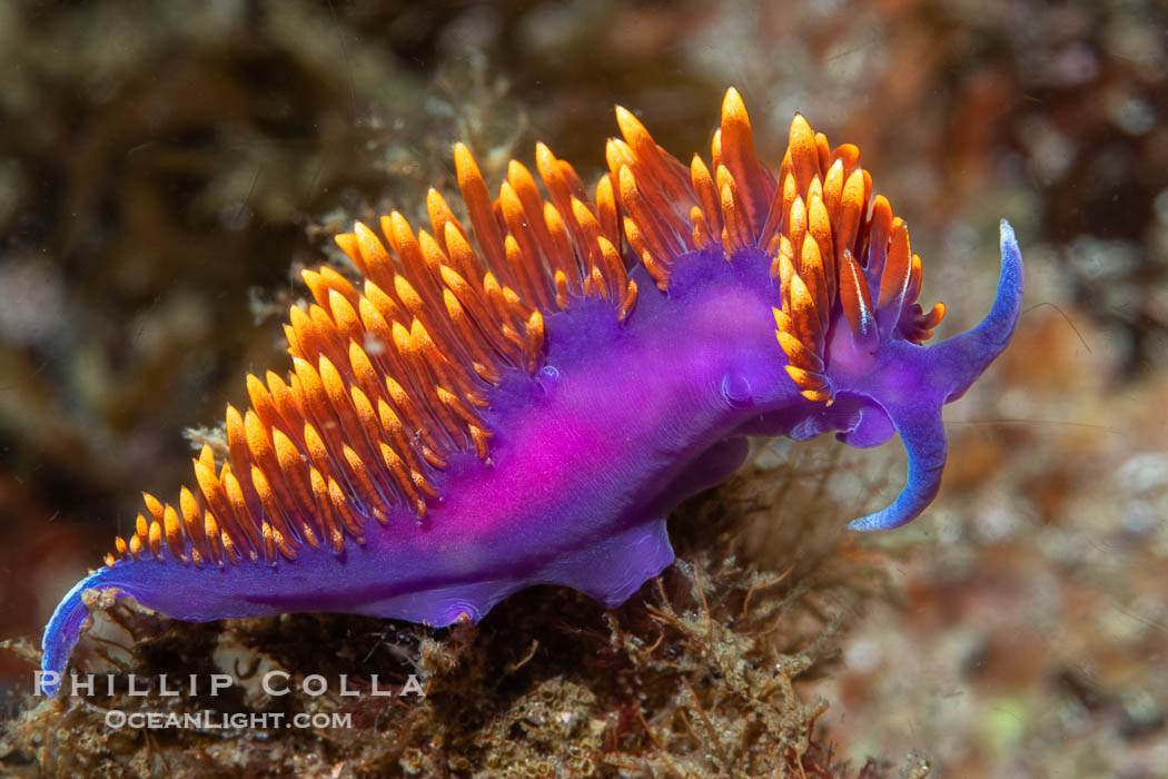 Spanish shawl nudibranch, Flabellinopsis iodinea, Midriff Islands, Sea of Cortez. Islas San Lorenzo, Baja California, Mexico, Flabellinopsis iodinea, natural history stock photograph, photo id 40476