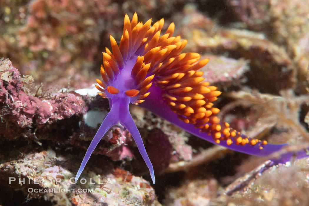 Spanish shawl nudibranch, Flabellinopsis iodinea, Midriff Islands, Sea of Cortez, Flabellinopsis iodinea, Isla Angel de la Guarda, Baja California, Mexico