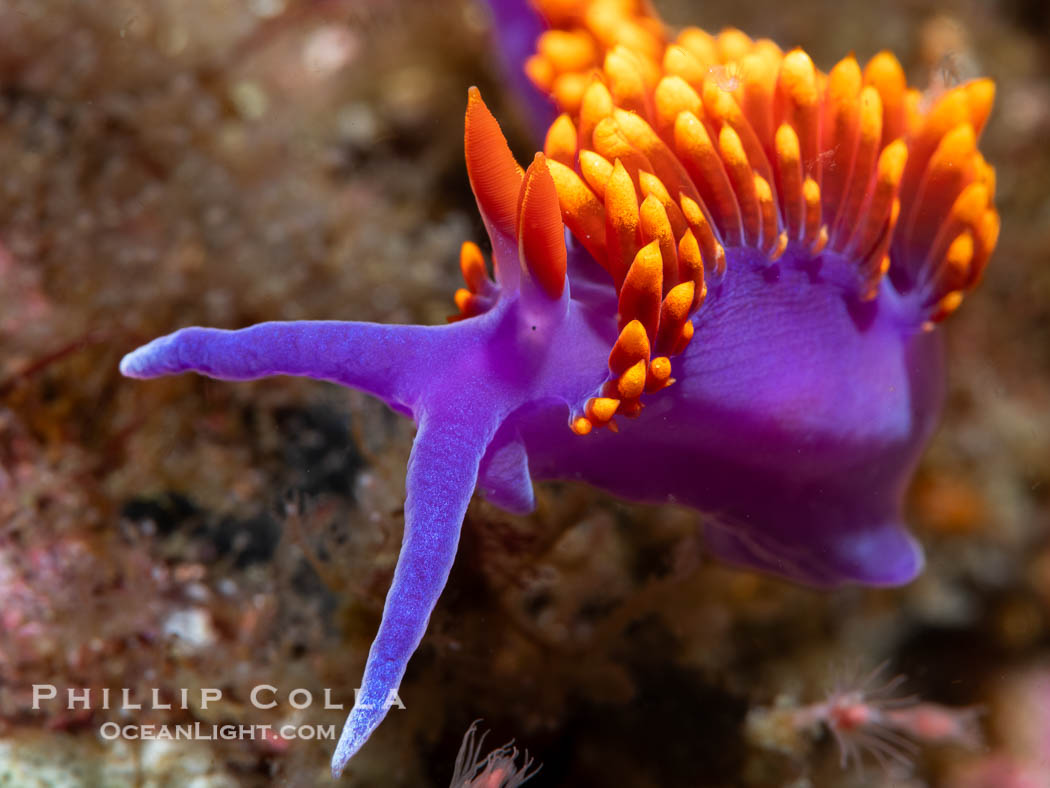 Spanish shawl nudibranch, Flabellinopsis iodinea, Midriff Islands, Sea of Cortez. Islas San Lorenzo, Baja California, Mexico, Flabellinopsis iodinea, natural history stock photograph, photo id 40467