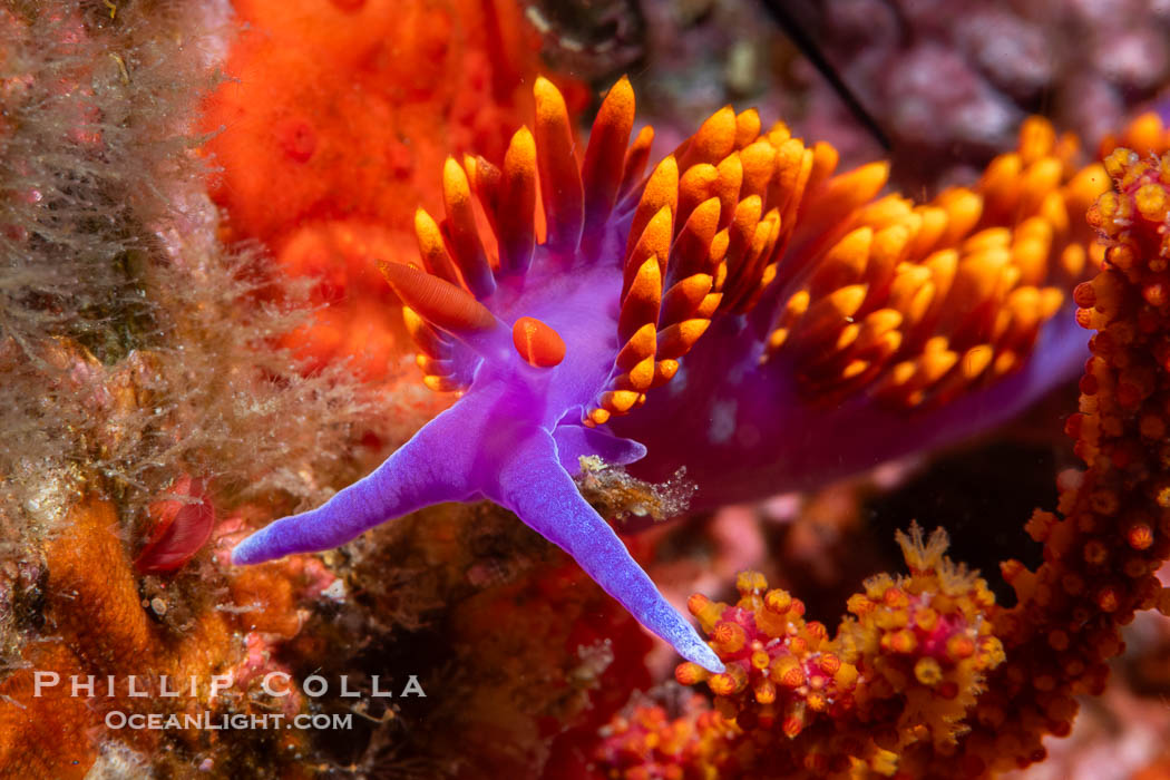 Spanish shawl nudibranch, Flabellinopsis iodinea, Midriff Islands, Sea of Cortez. Islas San Lorenzo, Baja California, Mexico, Flabellinopsis iodinea, natural history stock photograph, photo id 40471