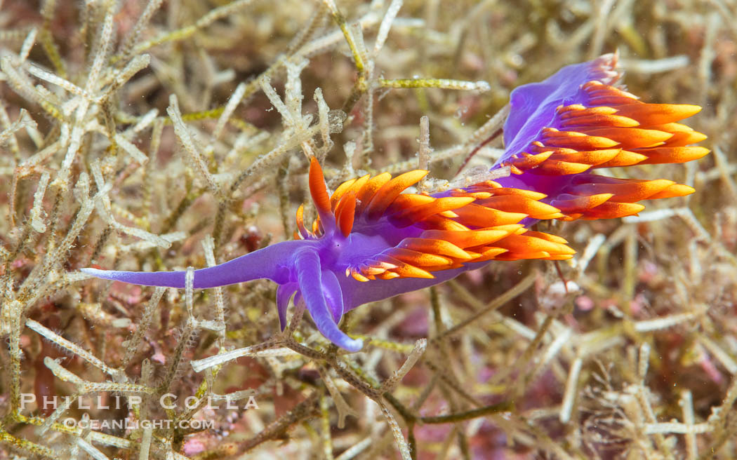 Spanish shawl nudibranch, Flabellinopsis iodinea, Midriff Islands, Sea of Cortez. Isla Angel de la Guarda, Baja California, Mexico, Flabellinopsis iodinea, natural history stock photograph, photo id 40321