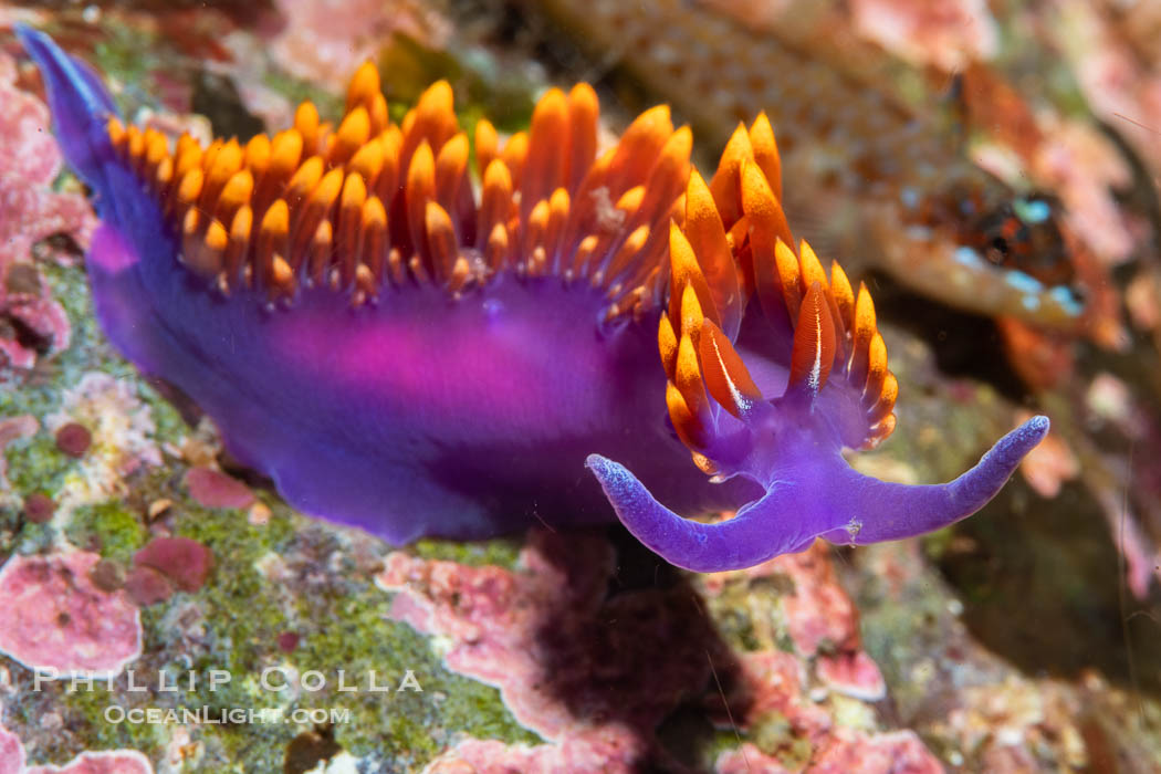 Spanish shawl nudibranch, Flabellinopsis iodinea, Midriff Islands, Sea of Cortez. Islas San Lorenzo, Baja California, Mexico, Flabellinopsis iodinea, natural history stock photograph, photo id 40469