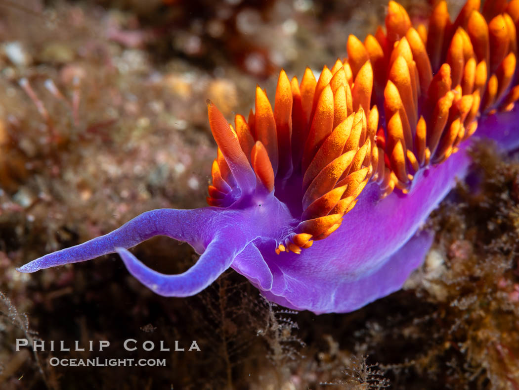 Spanish shawl nudibranch, Flabellinopsis iodinea, Midriff Islands, Sea of Cortez. Islas San Lorenzo, Baja California, Mexico, Flabellinopsis iodinea, natural history stock photograph, photo id 40473