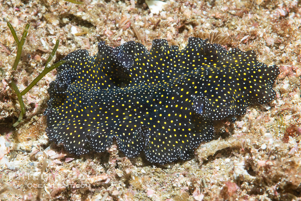 Speckeled Flatworm, Pseudoceros bajae, Sea of Cortez. Islas San Lorenzo, Baja California, Mexico, Pseudoceros bajae, natural history stock photograph, photo id 40448