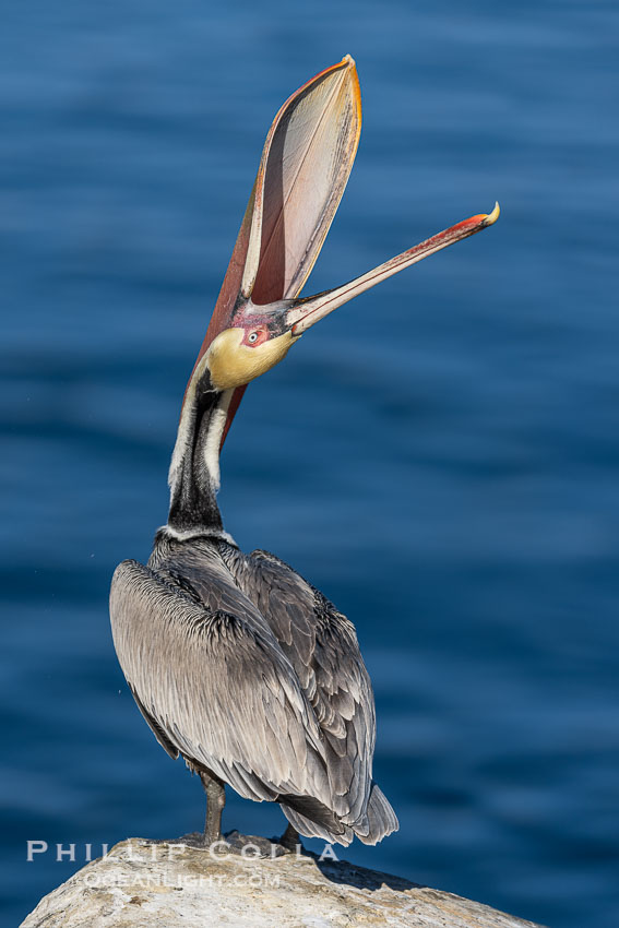 Spectacular Brown Pelican Head Throw Display. This California brown pelican is arching its head and neck way back, opening its mouth in a behavior known as a head throw or bill throw. La Jolla, USA, Pelecanus occidentalis, Pelecanus occidentalis californicus, natural history stock photograph, photo id 38675