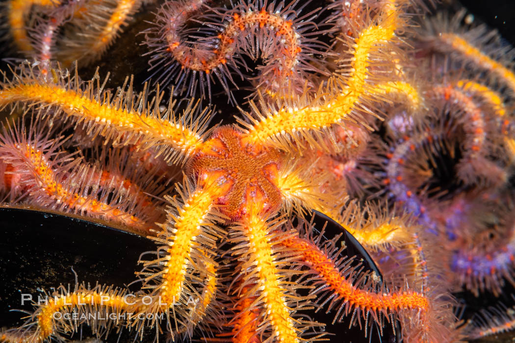 Spiny Brittle Stars starfish Detail Ophiothrix Spiculata Photo